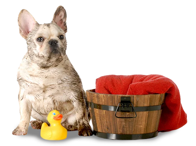 Totally Mutts Self-Service Dog Wash & Professional Grooming of Vancouver