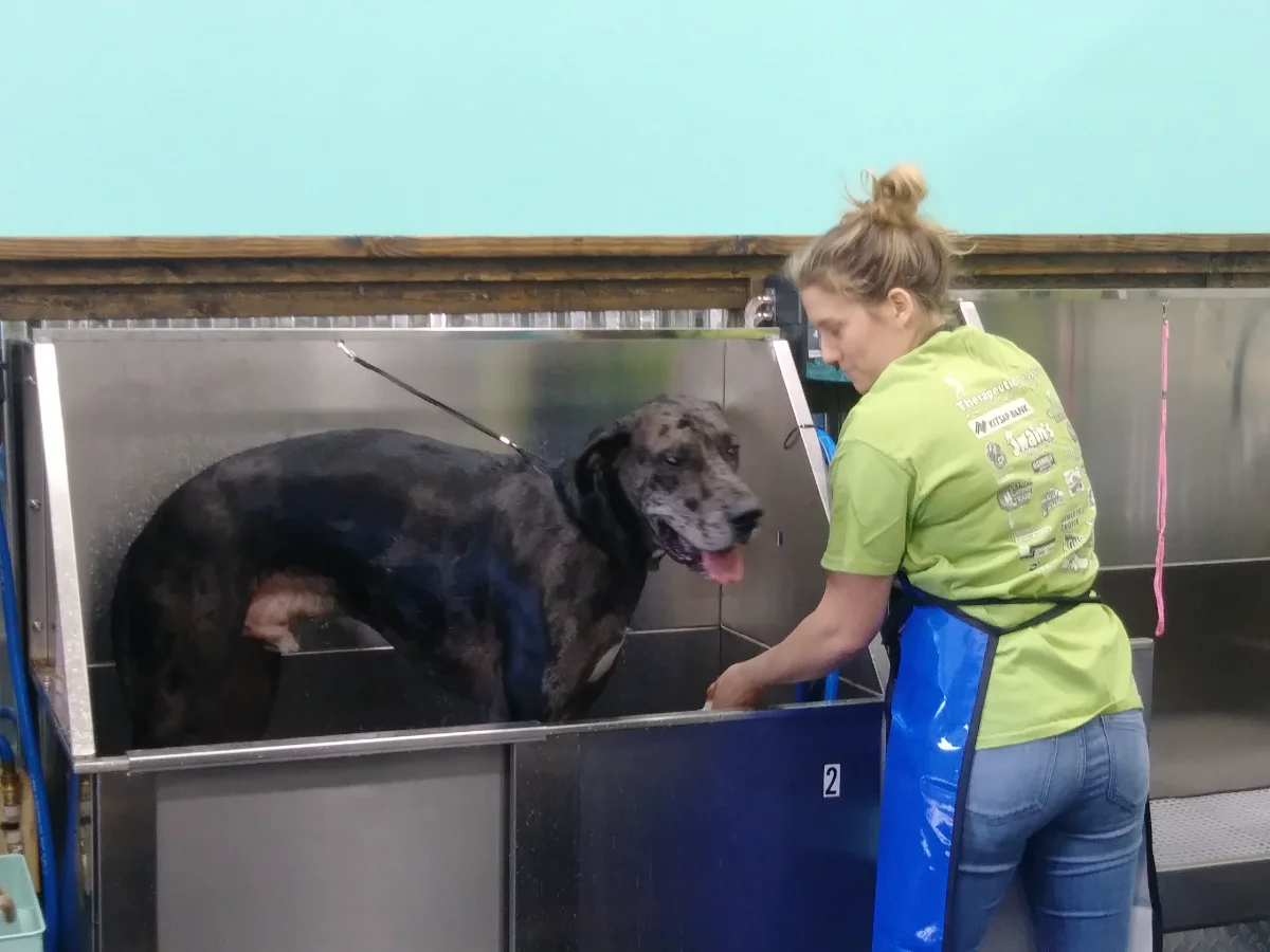Totally Mutts Self-Service Dog Wash & Professional Grooming of Vancouver photo 4