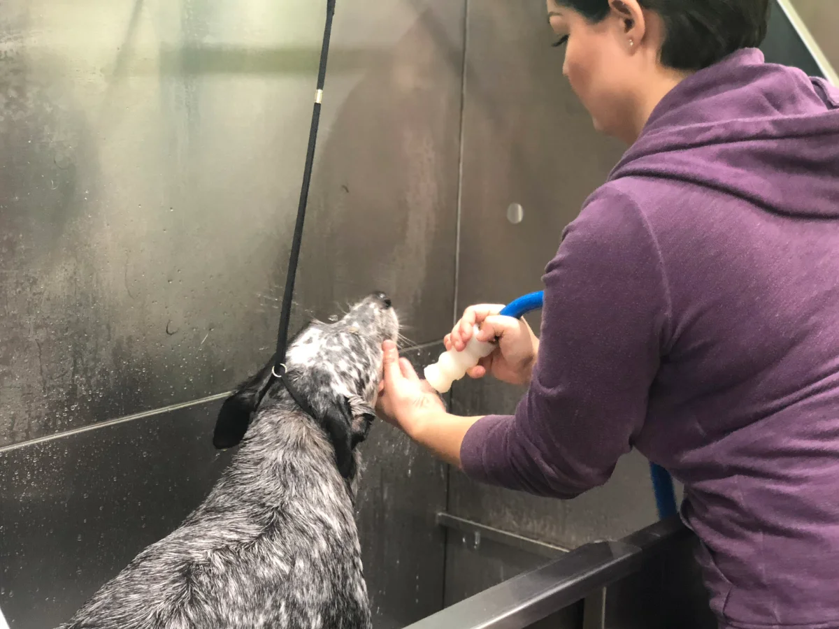 Totally Mutts Self-Service Dog Wash & Professional Grooming of Vancouver photo 13