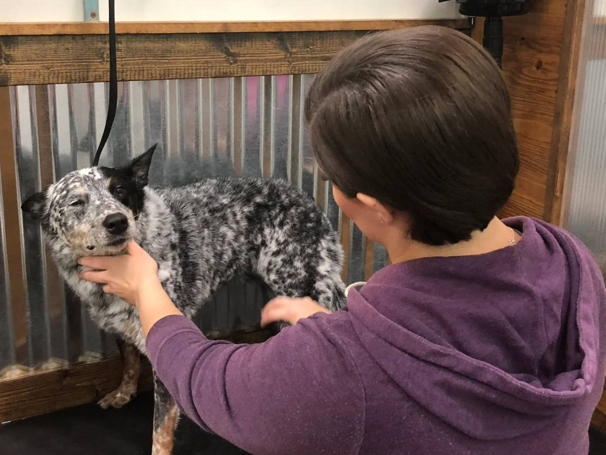 Totally Mutts Self-Service Dog Wash & Professional Grooming of Vancouver photo 14