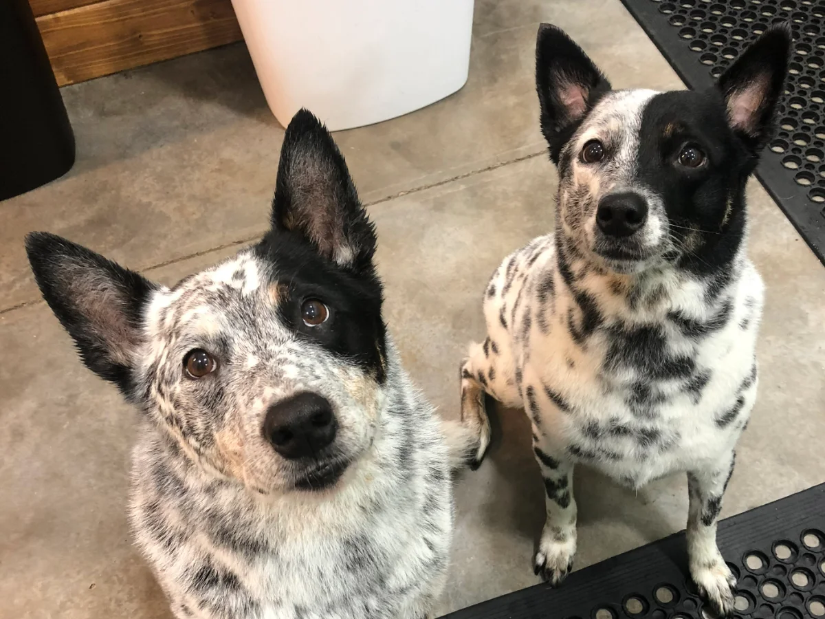 Totally Mutts Self-Service Dog Wash & Professional Grooming of Vancouver photo 15