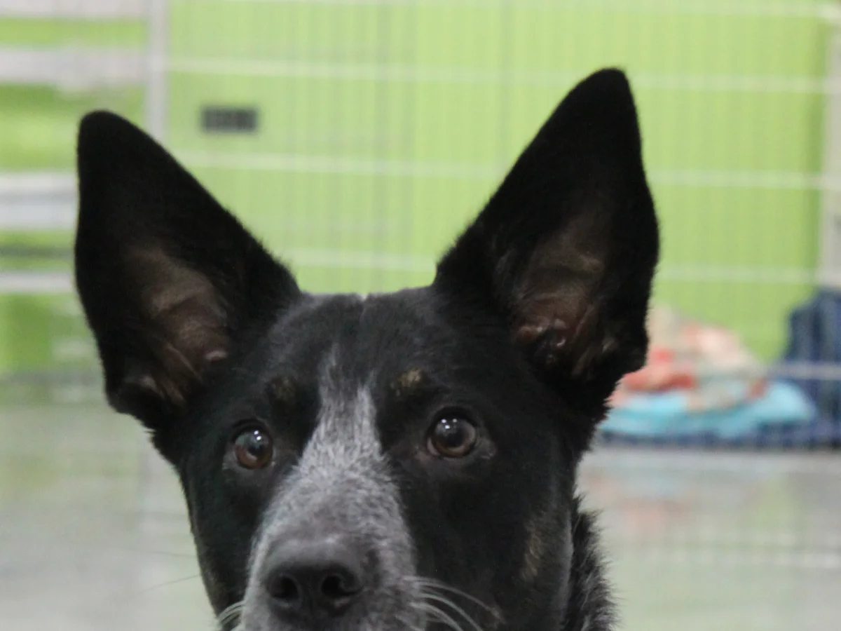 Totally Mutts Self-Service Dog Wash & Professional Grooming of Vancouver photo 19