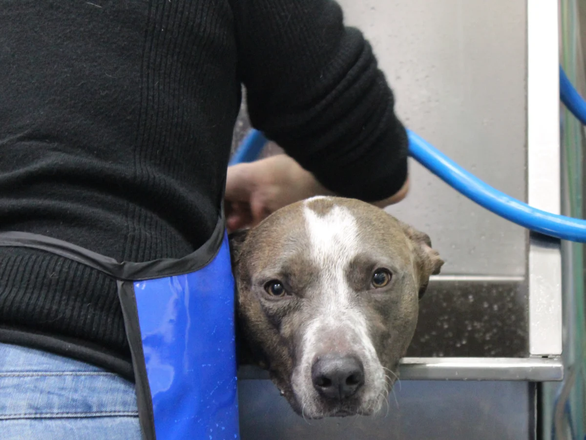 Totally Mutts Self-Service Dog Wash & Professional Grooming of Vancouver photo 20