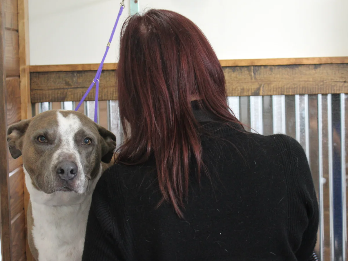 Totally Mutts Self-Service Dog Wash & Professional Grooming of Vancouver photo 21