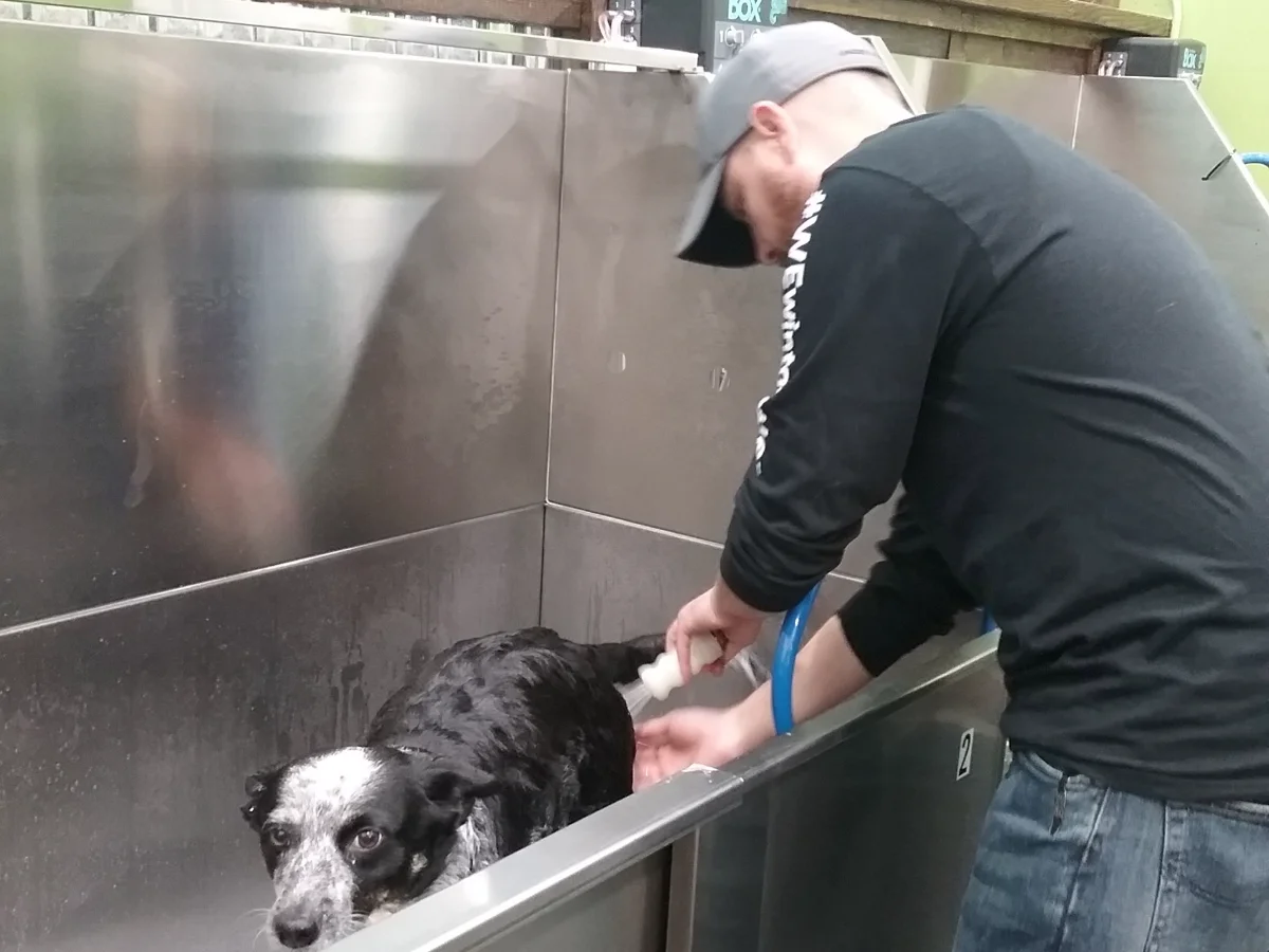 Totally Mutts Self-Service Dog Wash & Professional Grooming of Vancouver photo 22