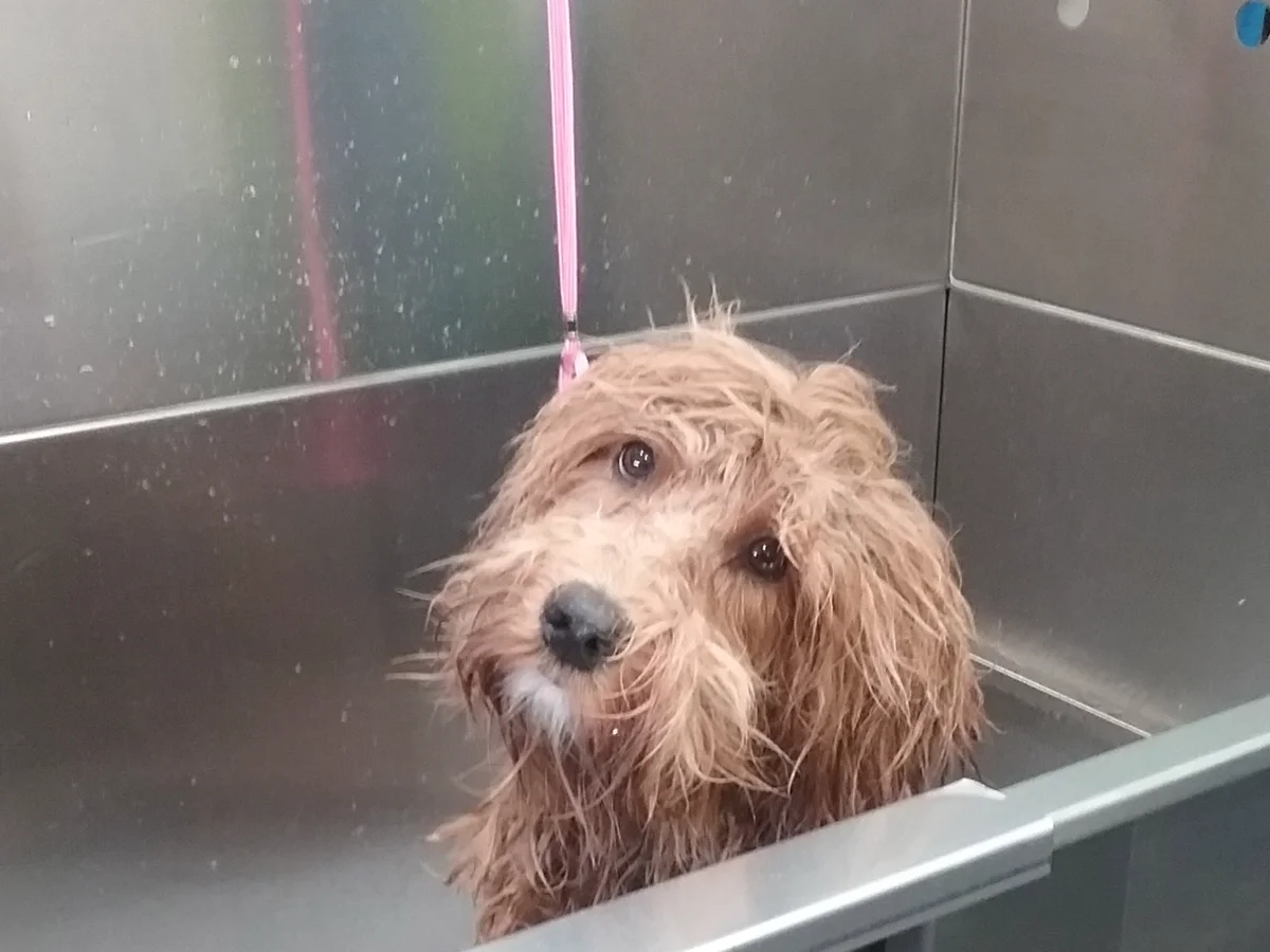 Totally Mutts Self-Service Dog Wash & Professional Grooming of Vancouver photo 23