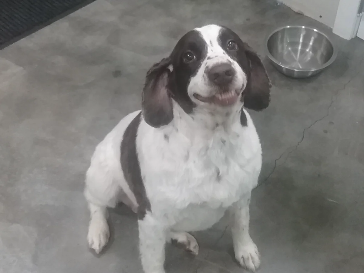 Totally Mutts Self-Service Dog Wash & Professional Grooming of Vancouver photo 24