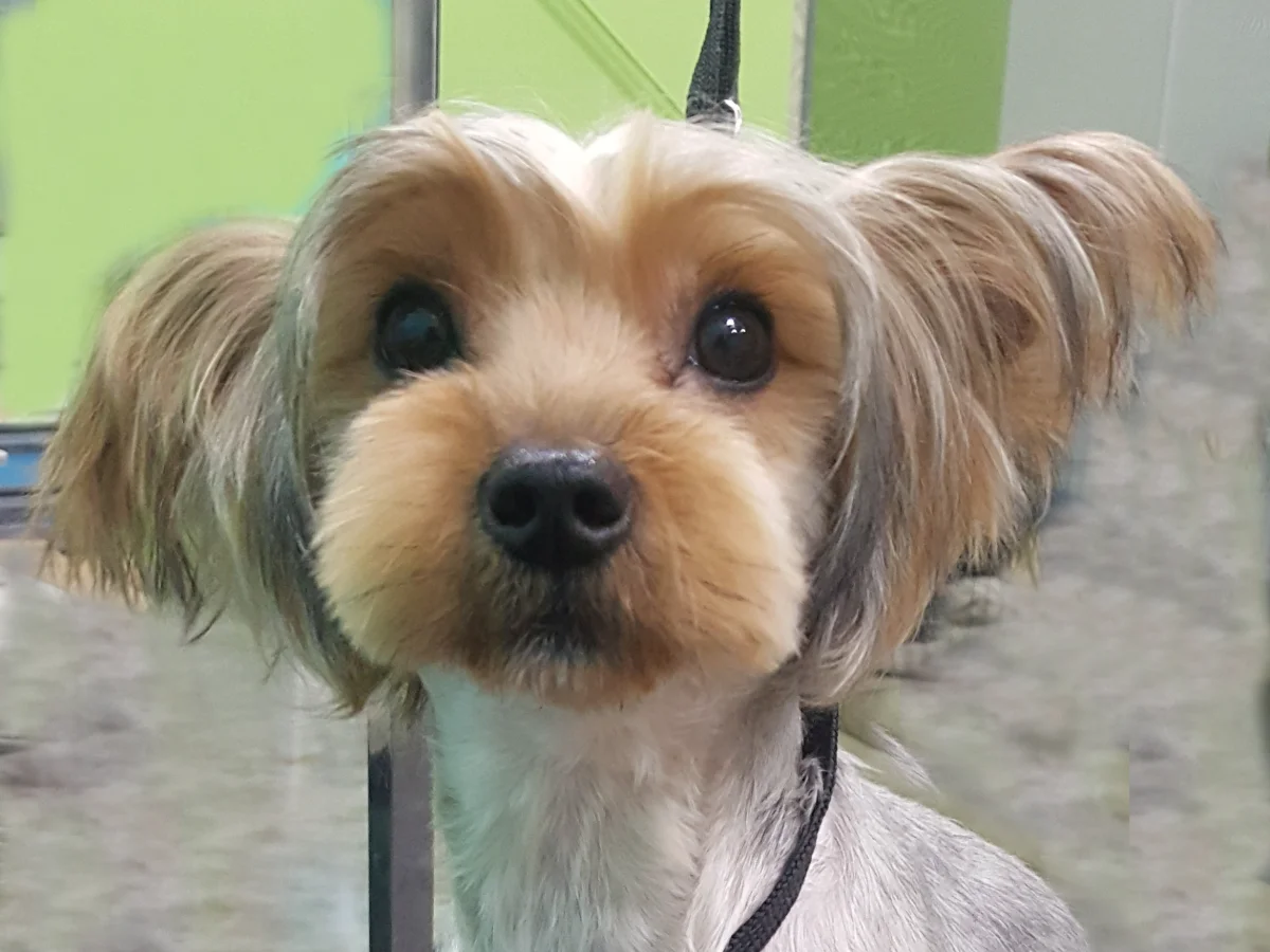 Totally Mutts Self-Service Dog Wash & Professional Grooming of Vancouver photo 25