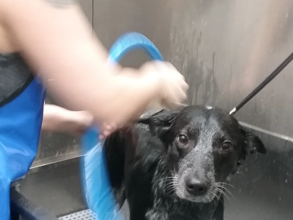 Totally Mutts Self-Service Dog Wash & Professional Grooming of Vancouver photo 29