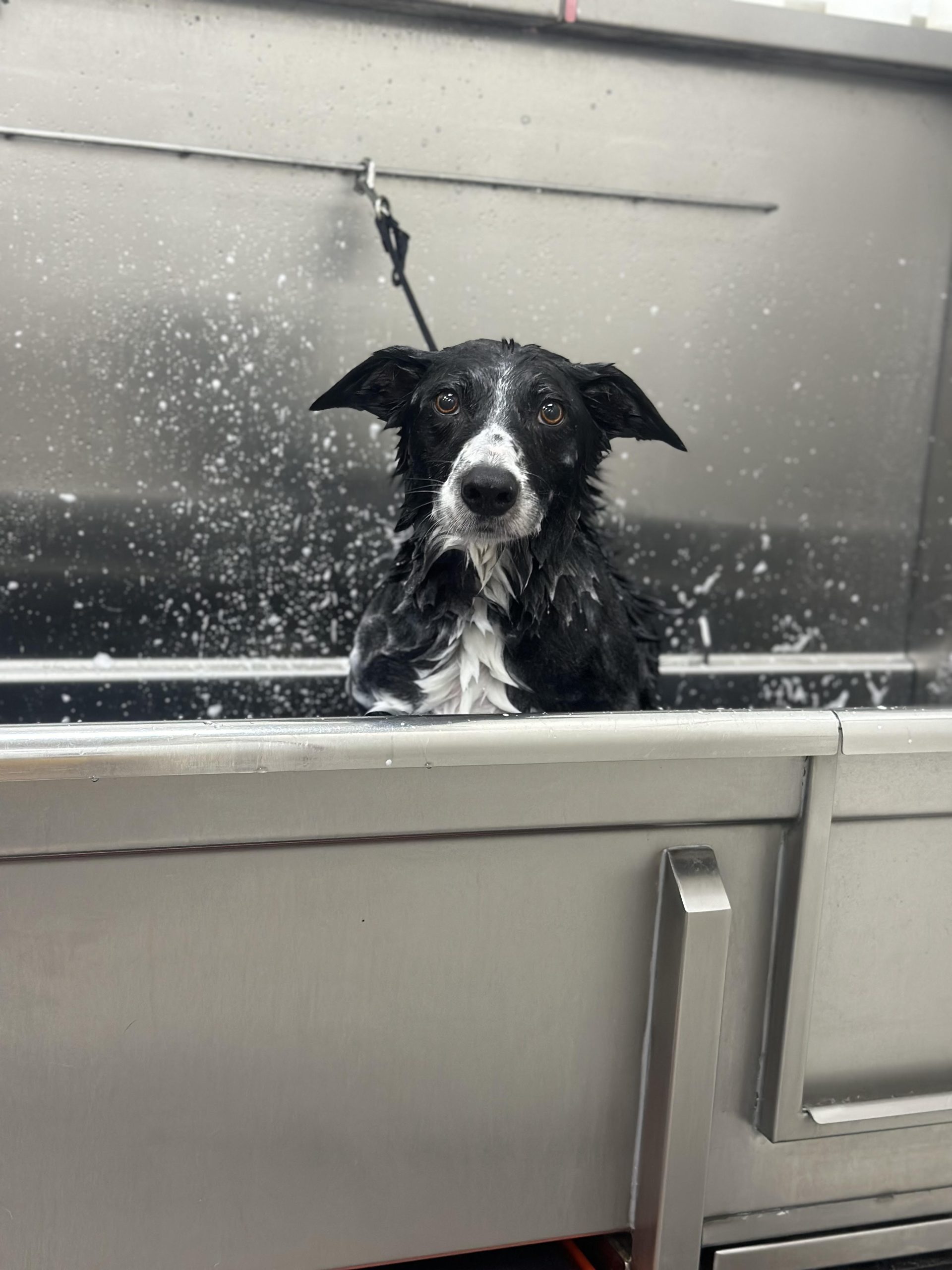 Sarah's Groomingdale's Pet Salon