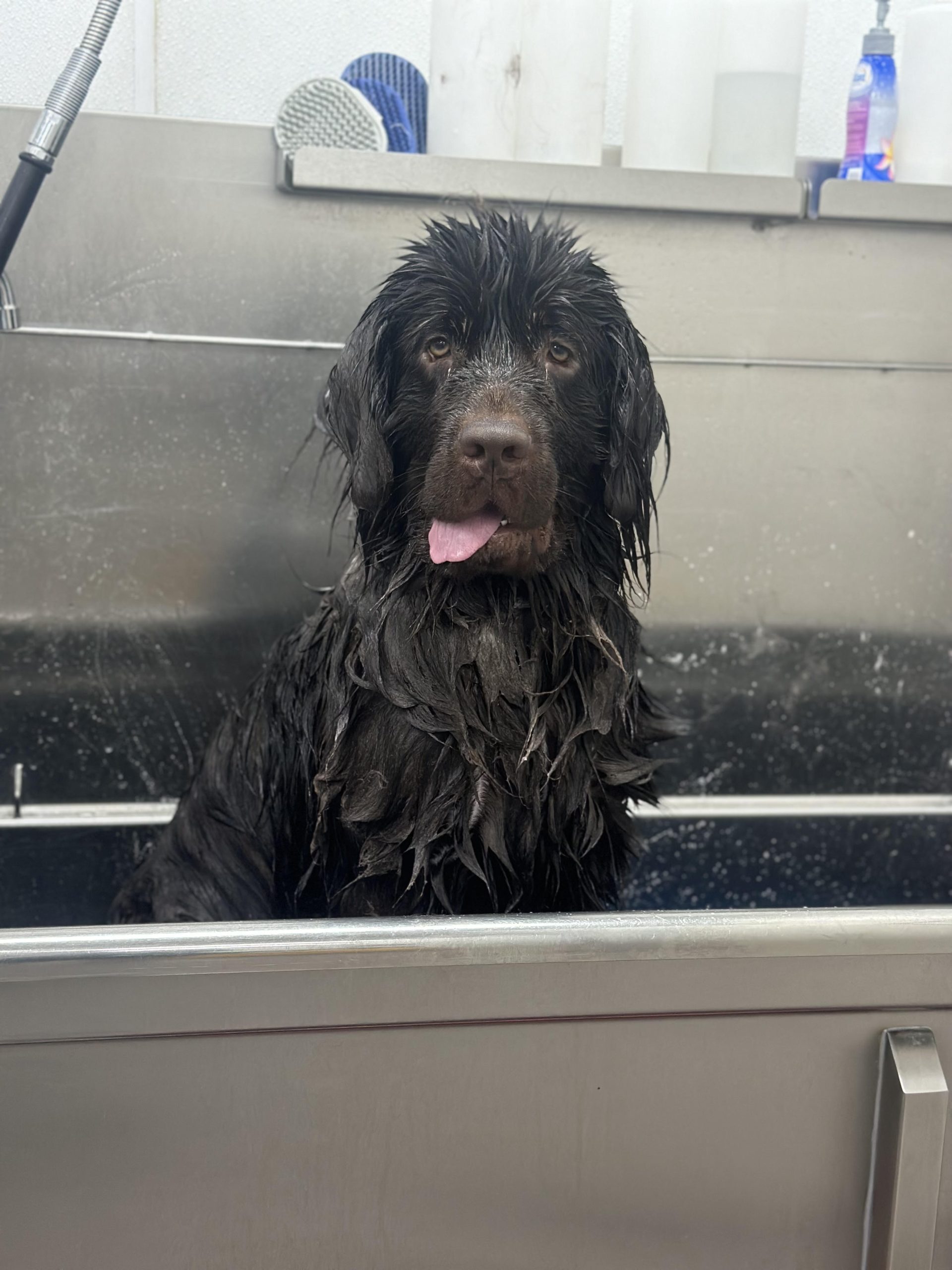 Sarah's Groomingdale's Pet Salon photo 2