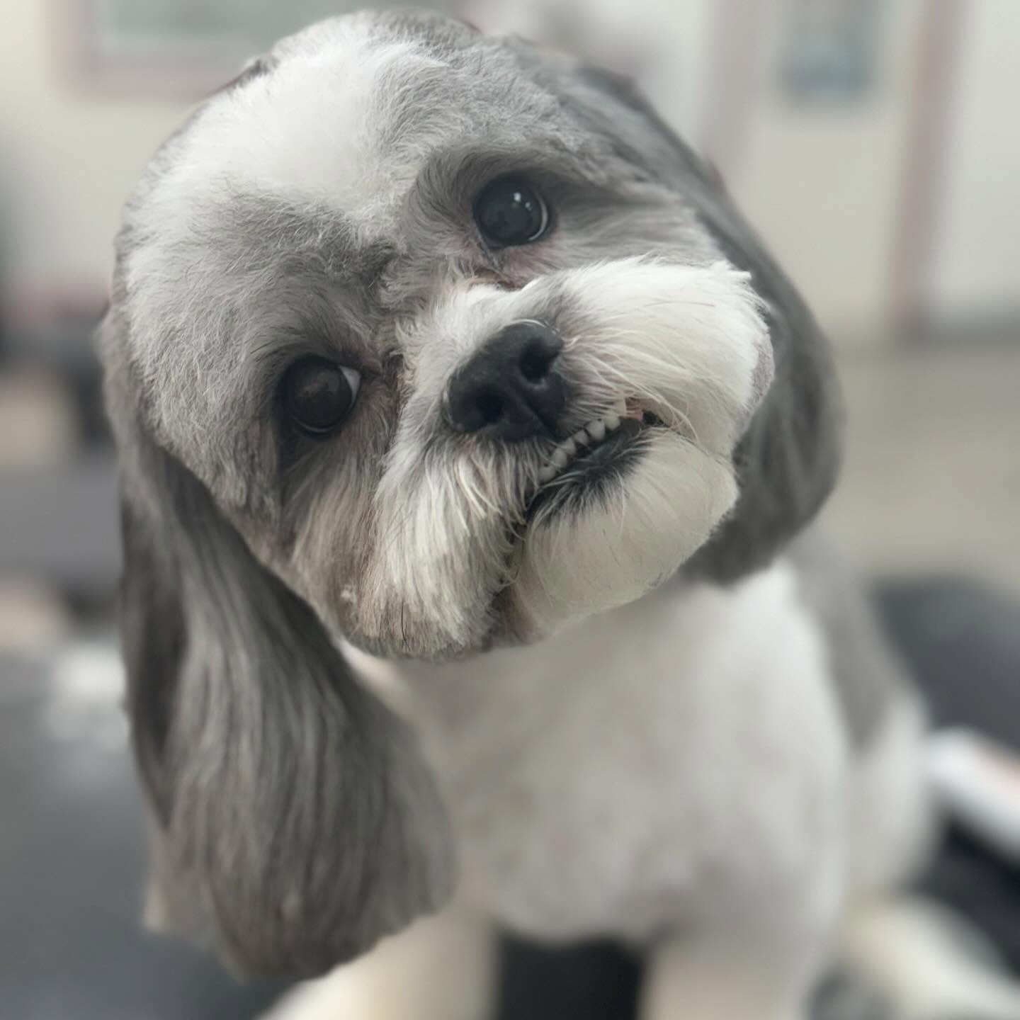 Sarah's Groomingdale's Pet Salon photo 3