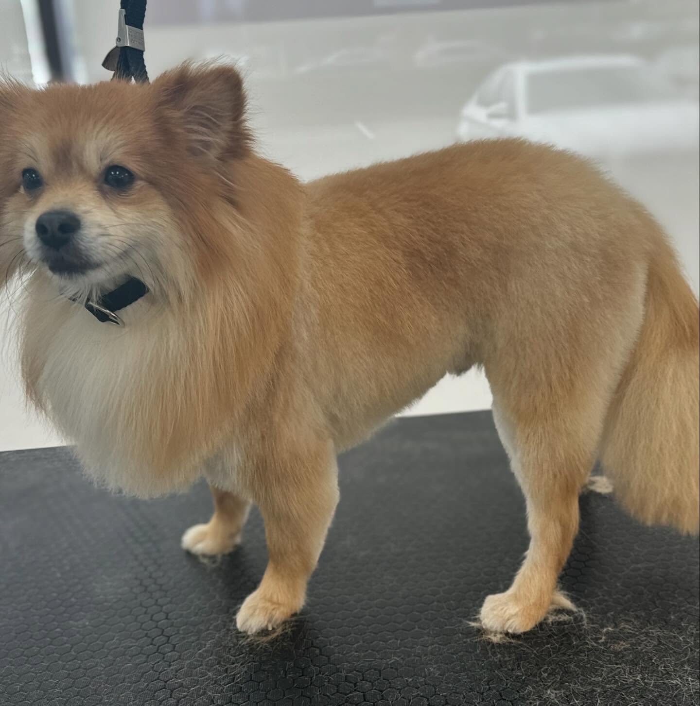 Sarah's Groomingdale's Pet Salon photo 4