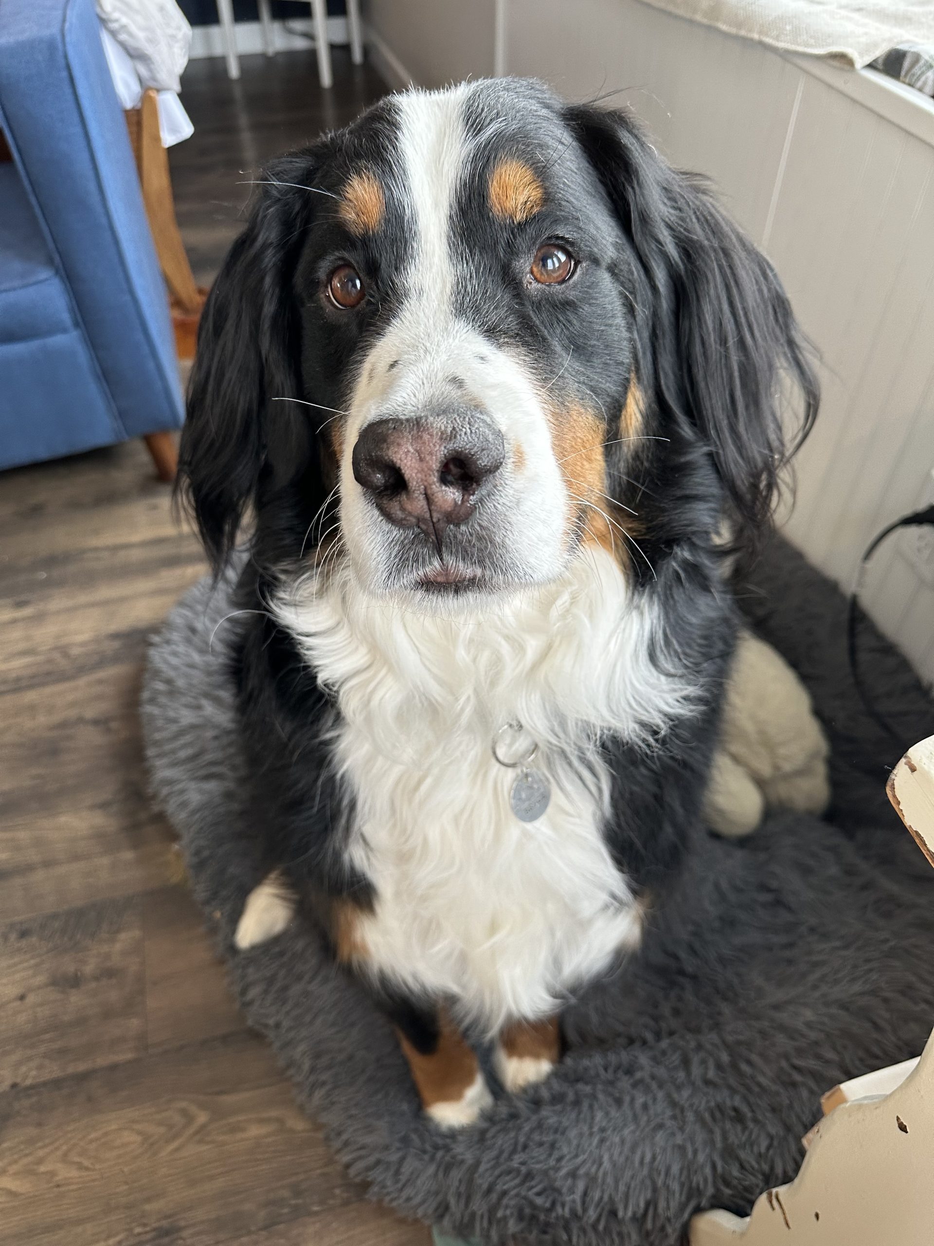 Sarah's Groomingdale's Pet Salon photo 6