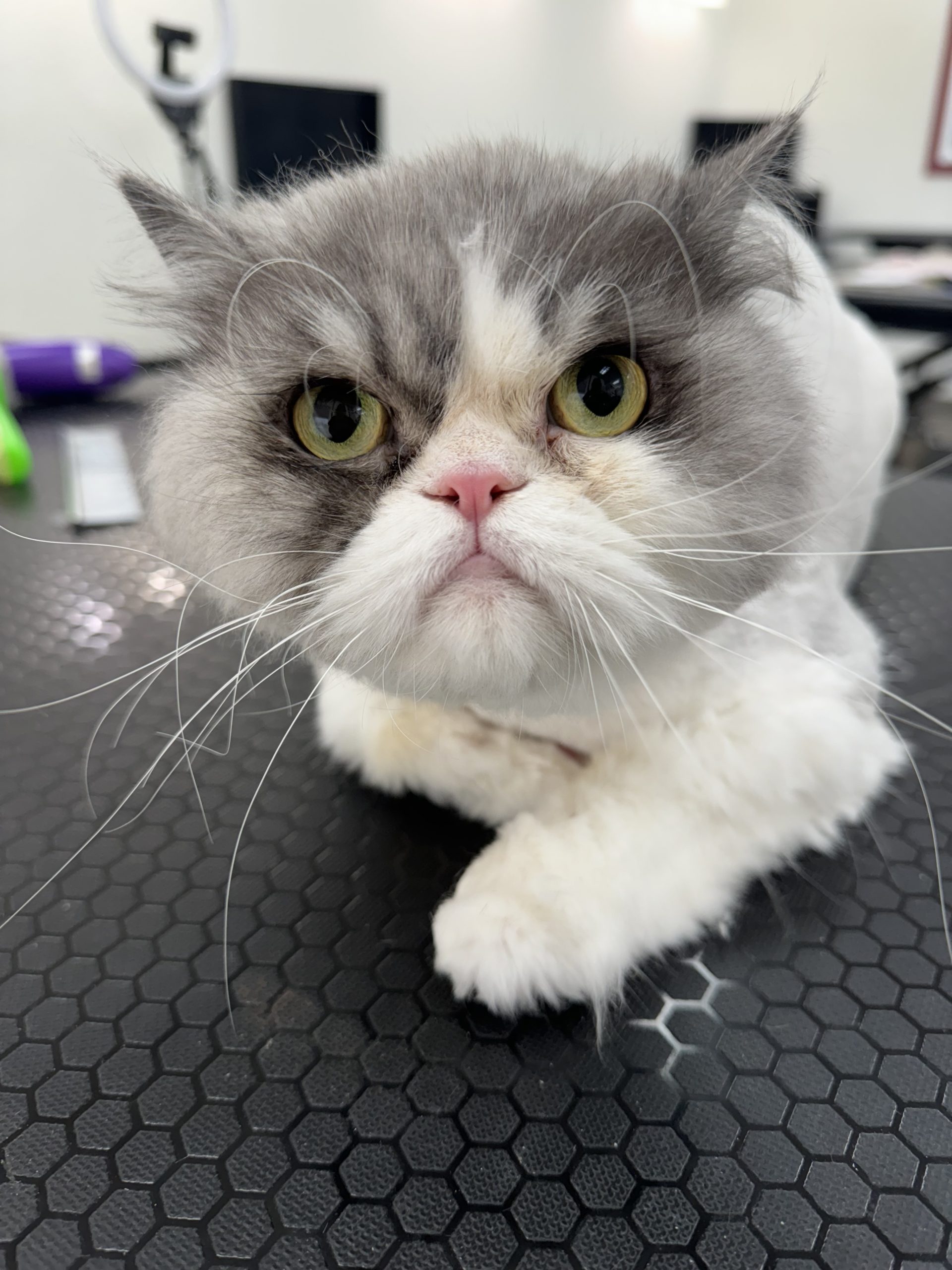 Sarah's Groomingdale's Pet Salon photo 7