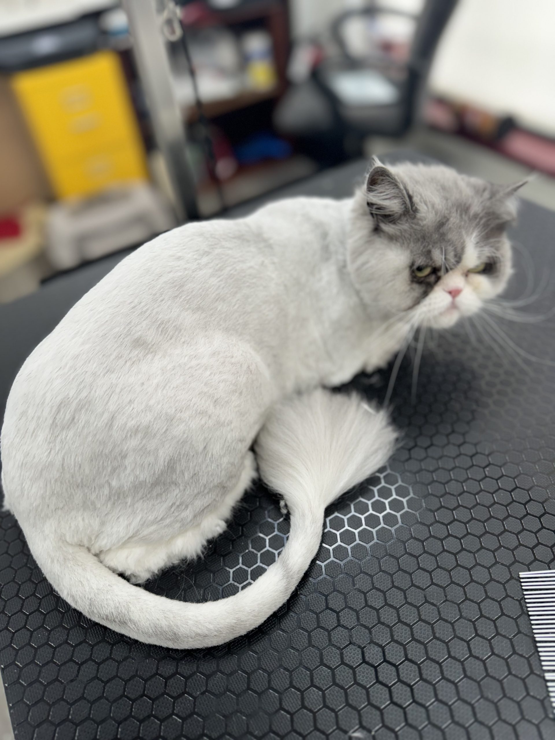 Sarah's Groomingdale's Pet Salon photo 8