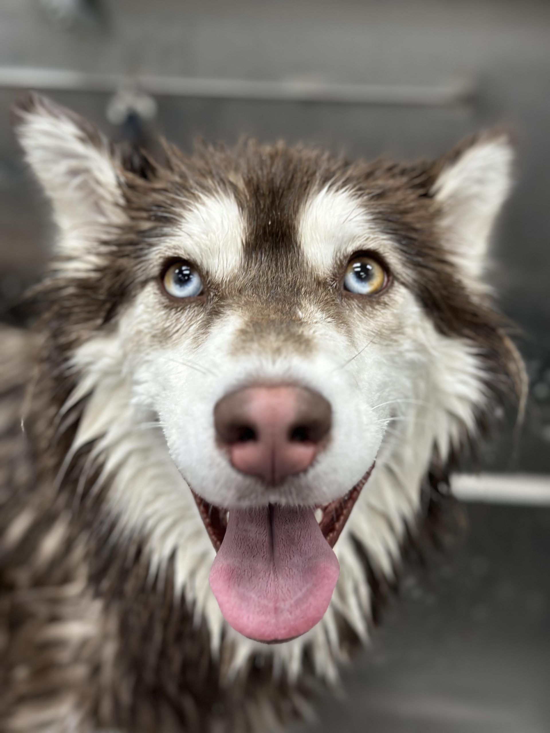 Sarah's Groomingdale's Pet Salon photo 9