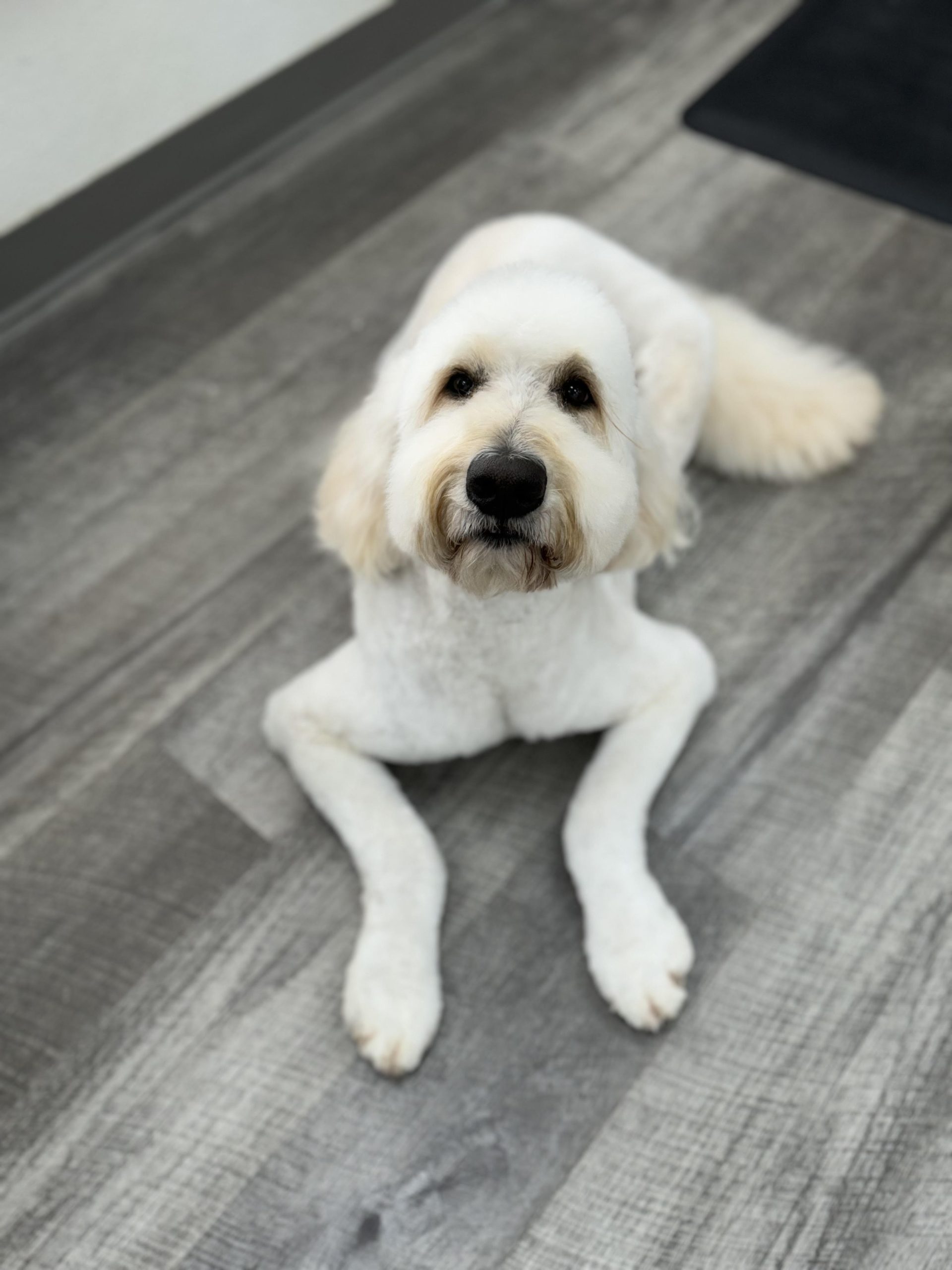 Sarah's Groomingdale's Pet Salon photo 10