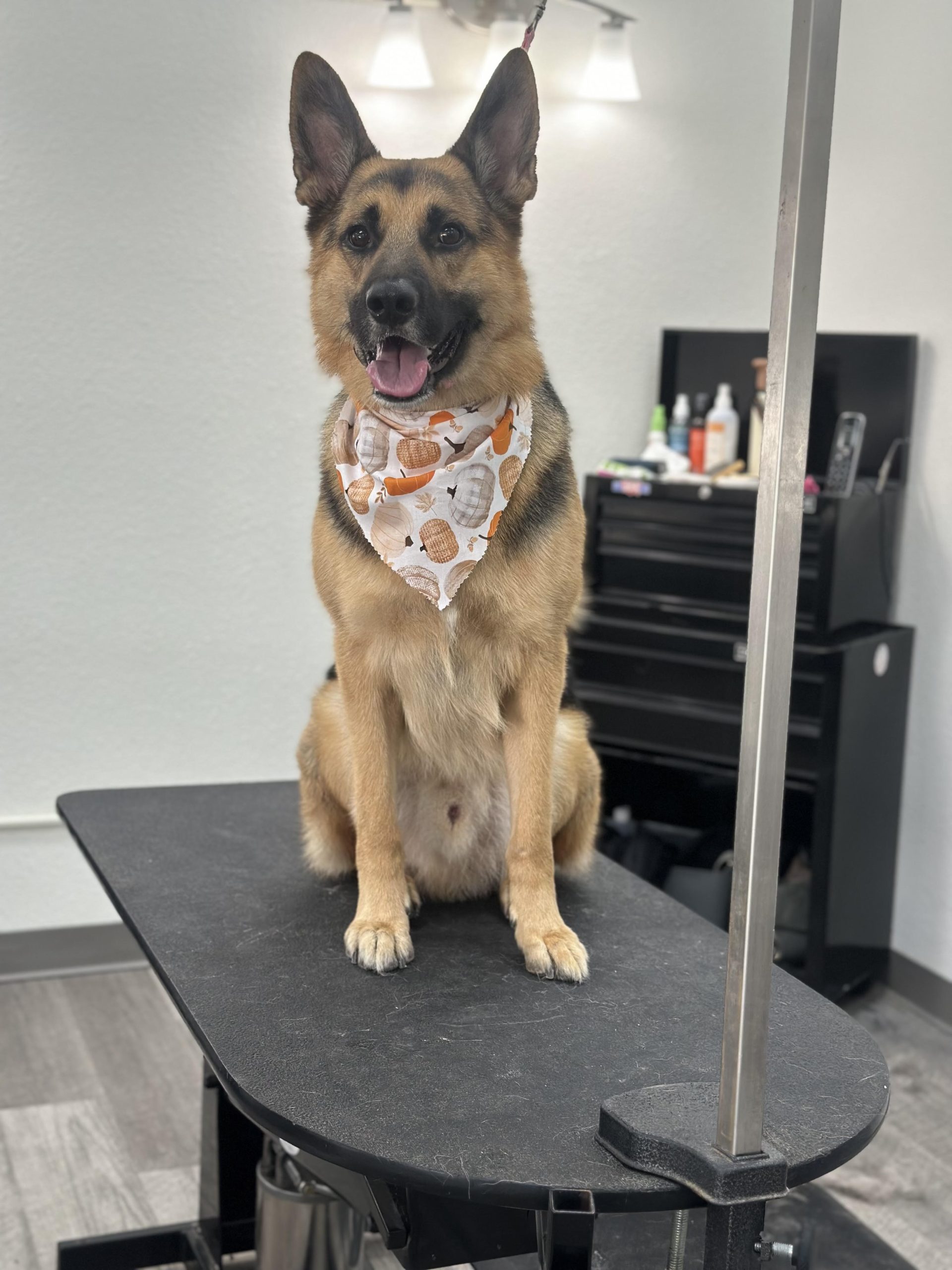 Sarah's Groomingdale's Pet Salon photo 11