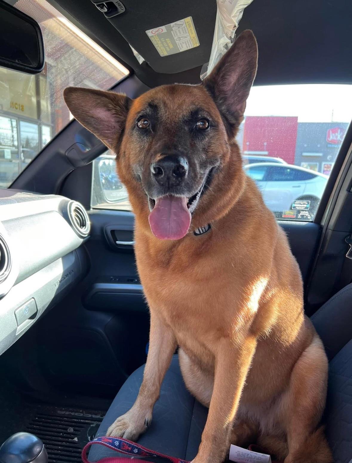 Sarah's Groomingdale's Pet Salon photo 12