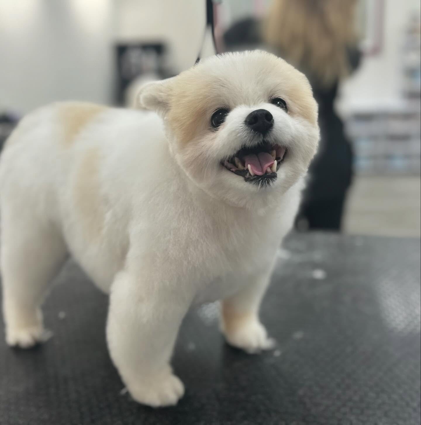 Sarah's Groomingdale's Pet Salon photo 14