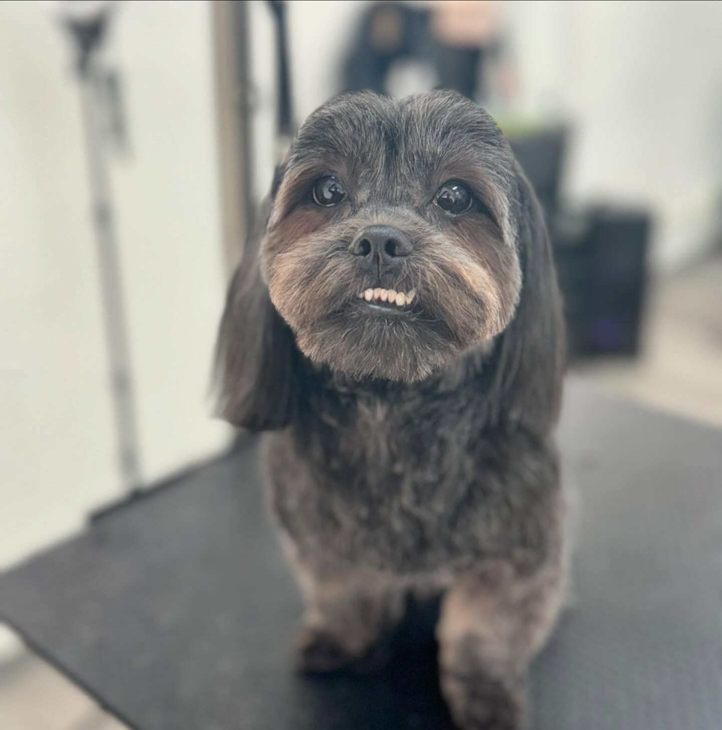 Sarah's Groomingdale's Pet Salon photo 15