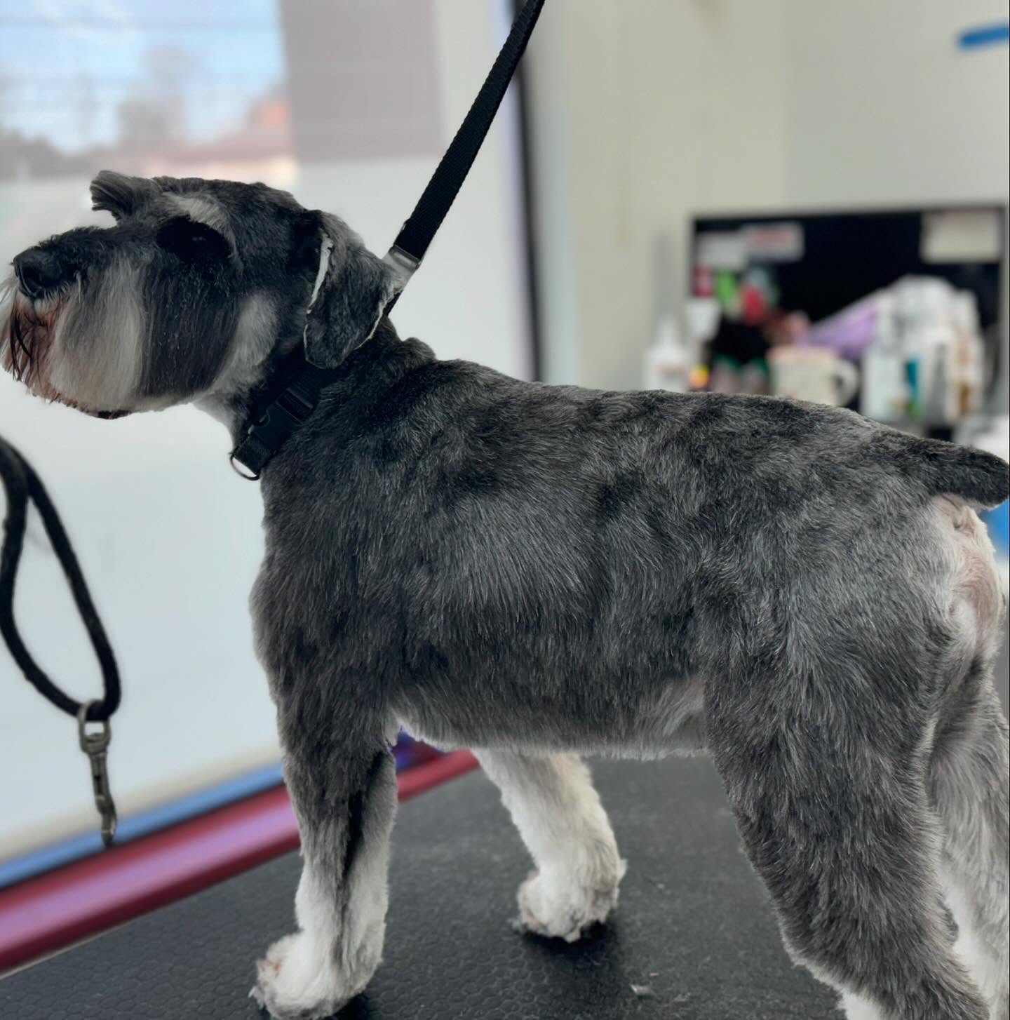 Sarah's Groomingdale's Pet Salon photo 16