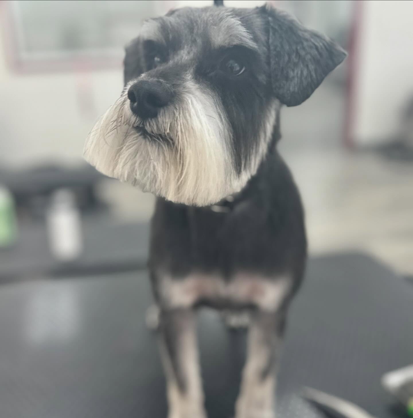 Sarah's Groomingdale's Pet Salon photo 17