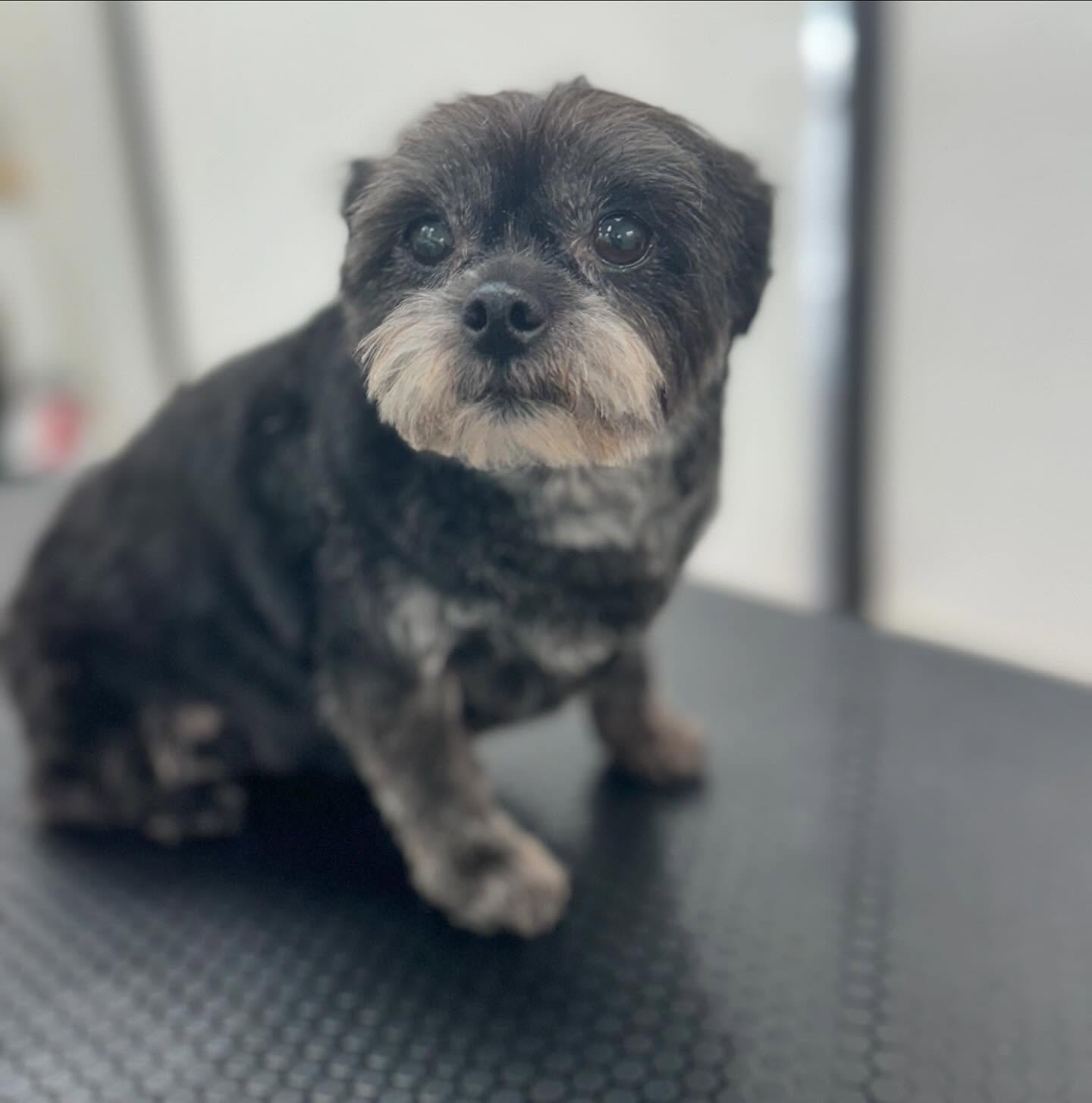 Sarah's Groomingdale's Pet Salon photo 18