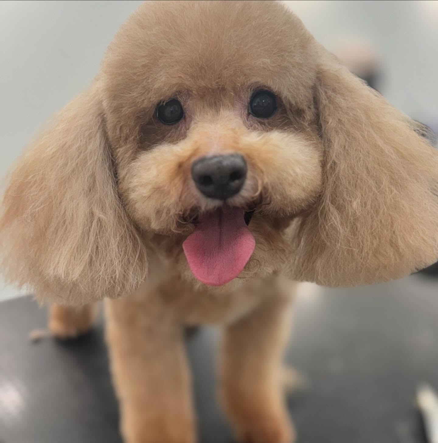 Sarah's Groomingdale's Pet Salon photo 19