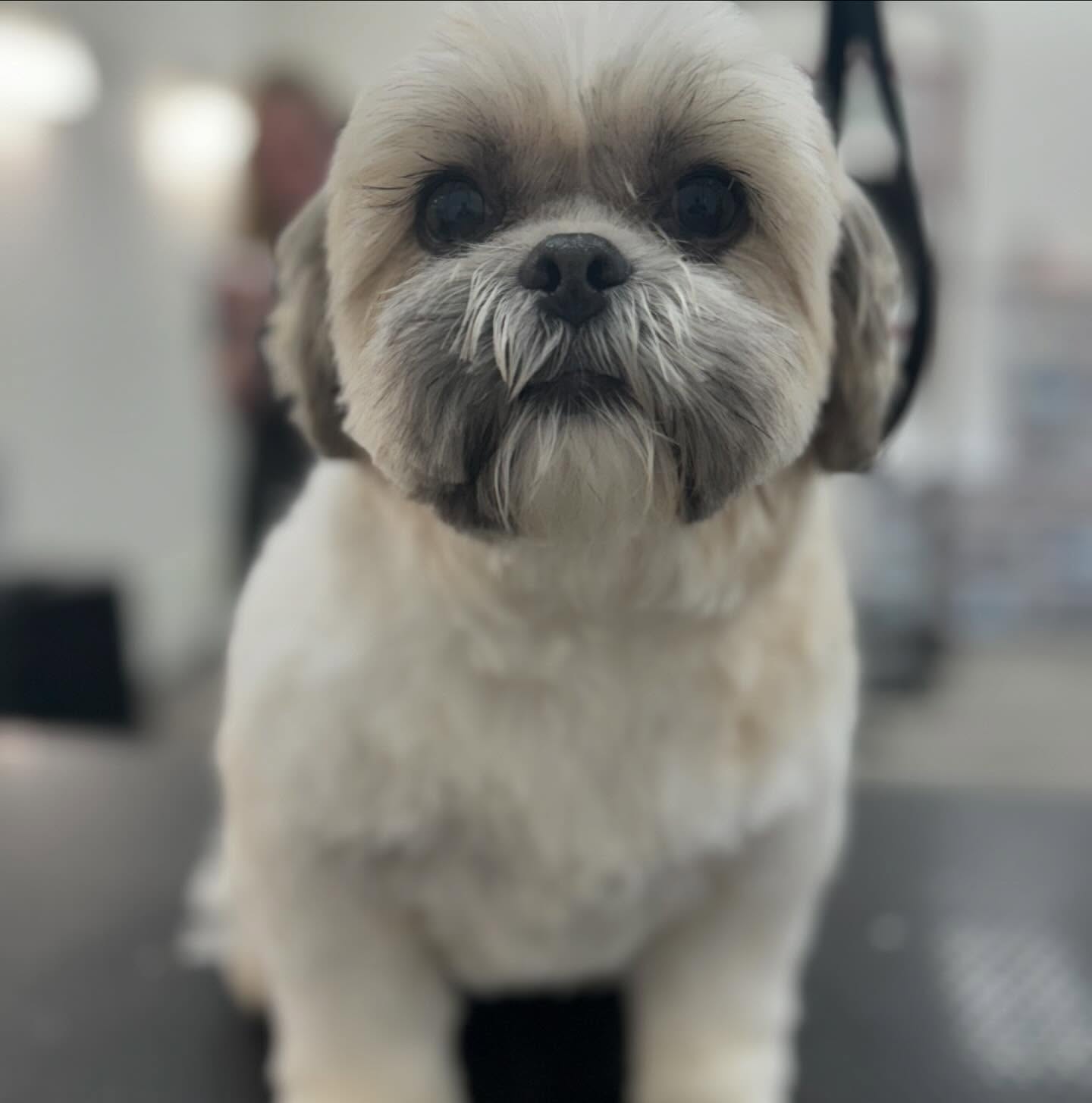 Sarah's Groomingdale's Pet Salon photo 20