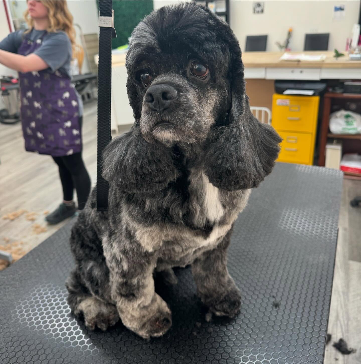 Sarah's Groomingdale's Pet Salon photo 22