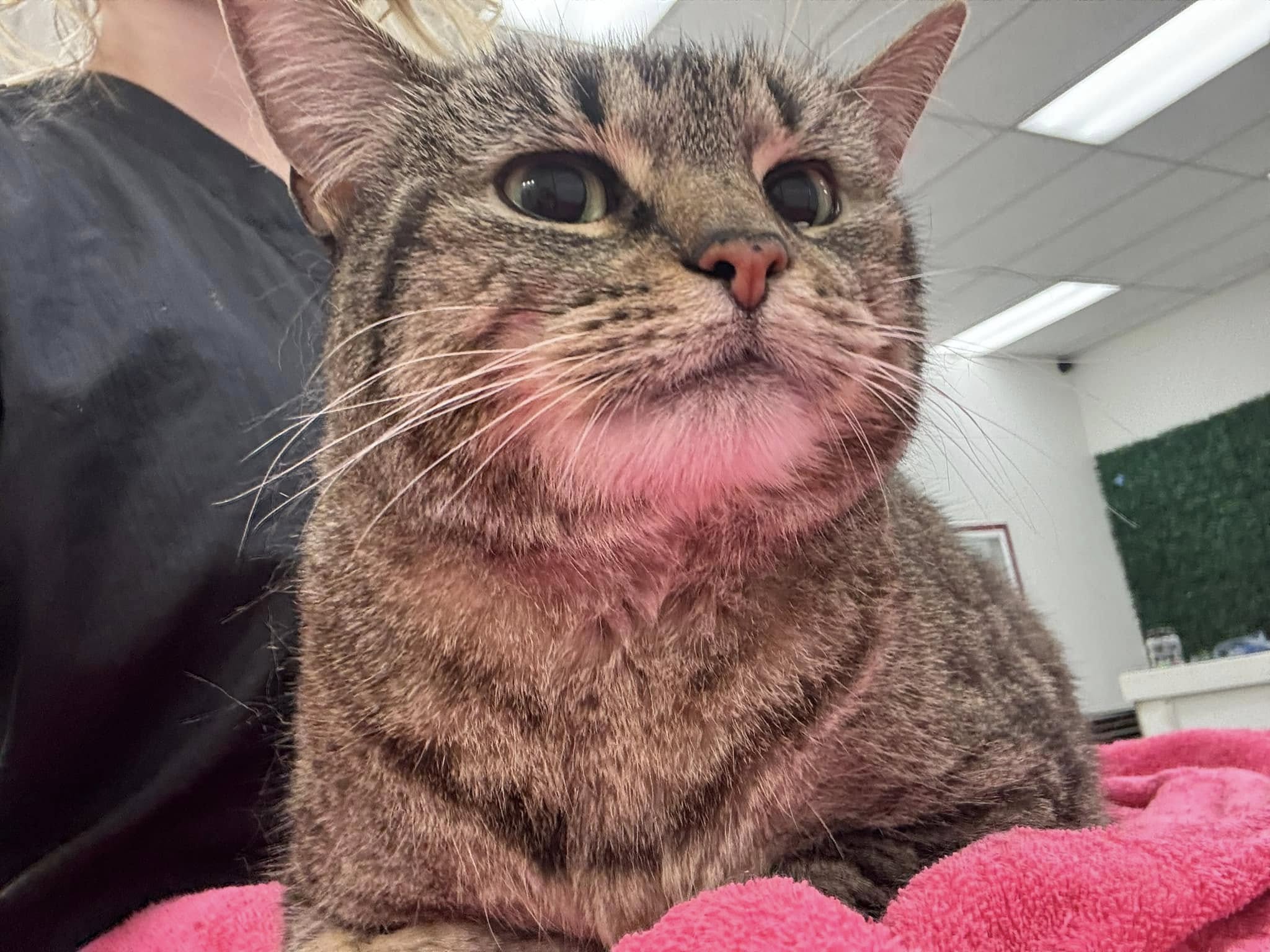 Sarah's Groomingdale's Pet Salon photo 23