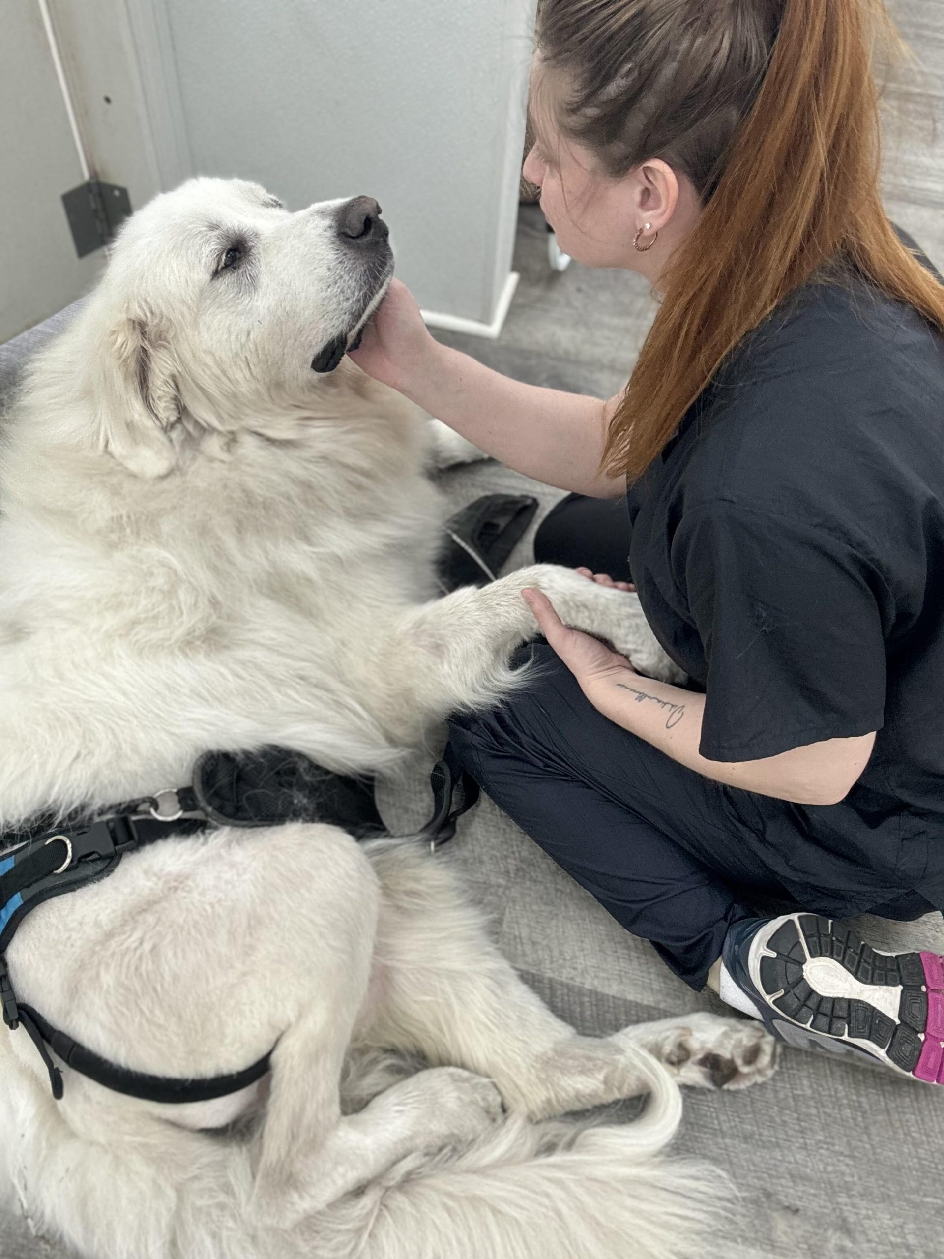 Sarah's Groomingdale's Pet Salon photo 24